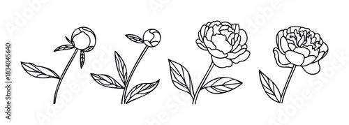 Hand drawn outline peonies in various stages of bloom with leaves presented as a simple graphic for floral design projects and nature inspired themes