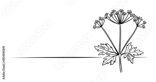 Elegant line drawing of dill or fennel plant with delicate flowers and leaves, symbolizing nature and growth for use in branding, invitation templates, or botanical art projects.