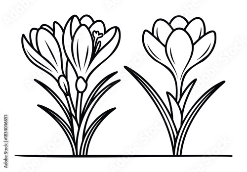 Two delicate crocus flowers with slender leaves bloom from a simple line representing the ground, perfect for spring and nature themes.