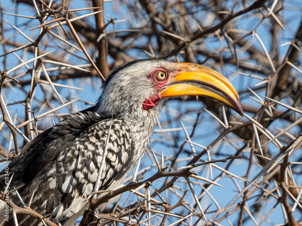 Naklejka premium Gelbschnabeltoko