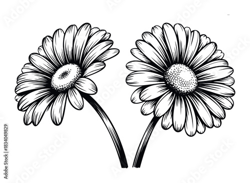 Two hand drawn black and white daisies with detailed petals and centers, perfect for floral arrangements, greeting cards, and natural springtime themes.