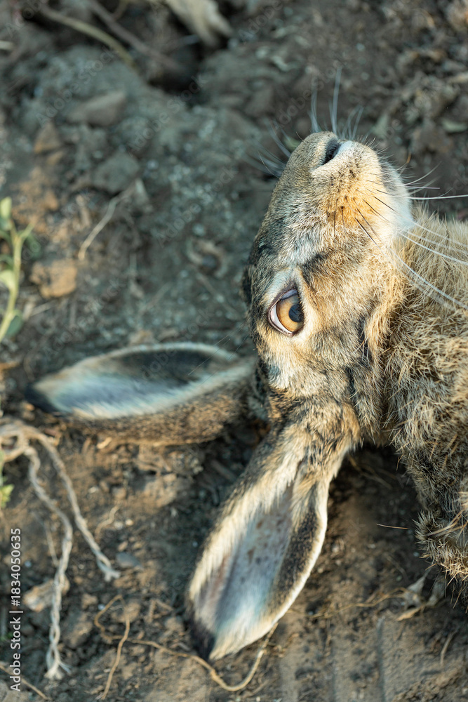 Fototapeta premium Wild hare, hunting trophy against the background of green autumn grass