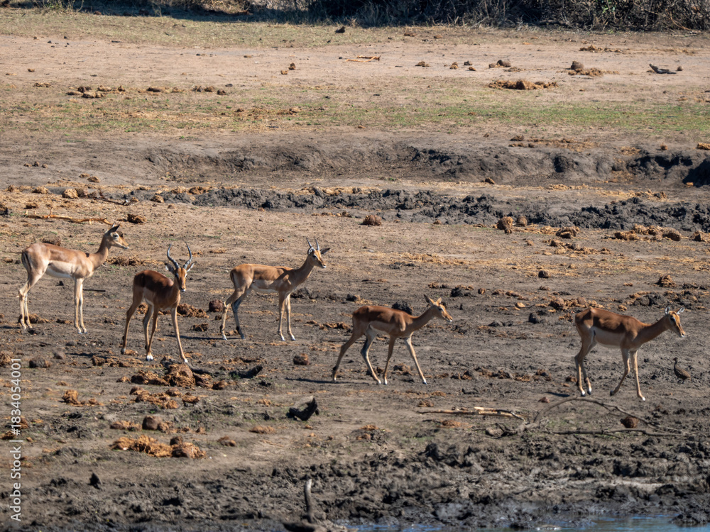 Obraz premium Impala