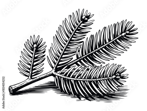 Line drawing of a fir tree branch with needles and cones, ideal for seasonal decorations and natural themes in graphic projects