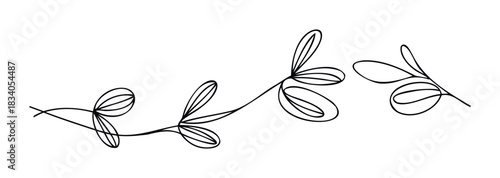 Simple vine with leaves creating an elegant flourish and a delicate botanical line drawing perfect for organic branding and natural invitations.