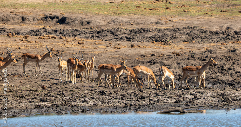 Fototapeta premium Impala