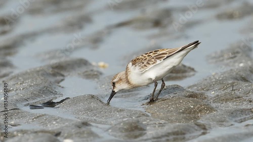 採餌するトウネン幼鳥