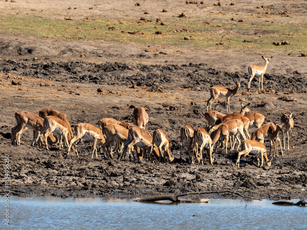 Fototapeta premium Impala