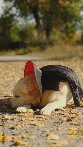 A walk with my beloved Labrador through an autumn park. An autumn walk with my beloved dog in a Halloween costume.
