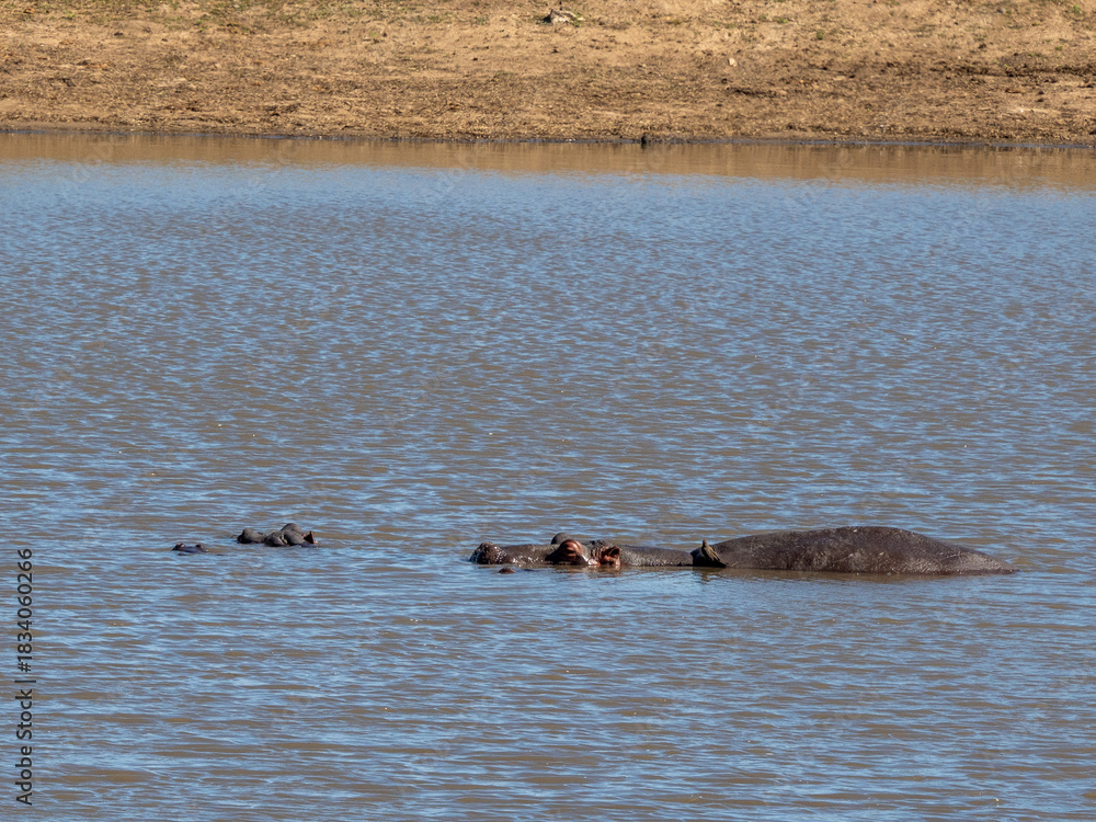 Fototapeta premium Flusspferd