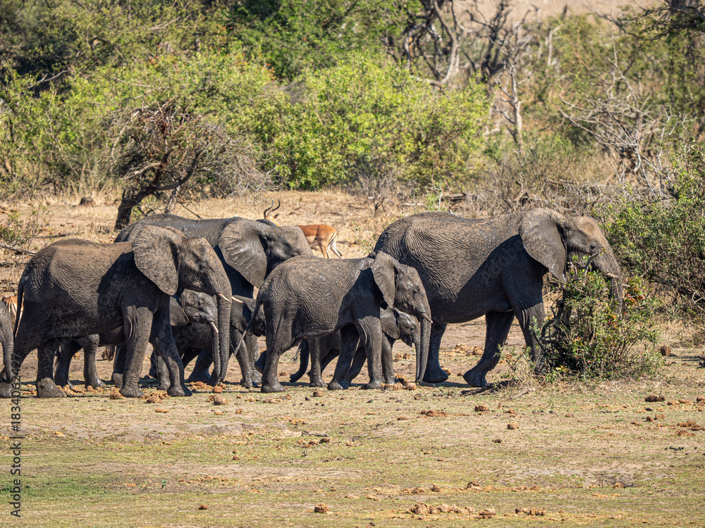 Fototapeta premium Elefant