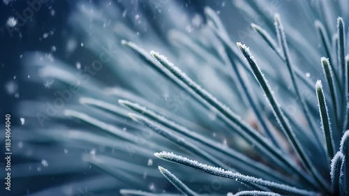 Macro Winter Pine Tree with Falling Snow