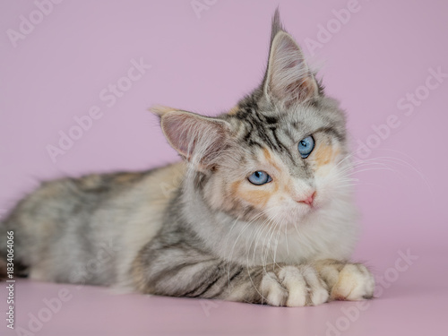A Maine Coon kitten with blue eyes on a pink background