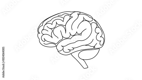 Detailed Line Art Illustration of a Human Brain Anatomy.