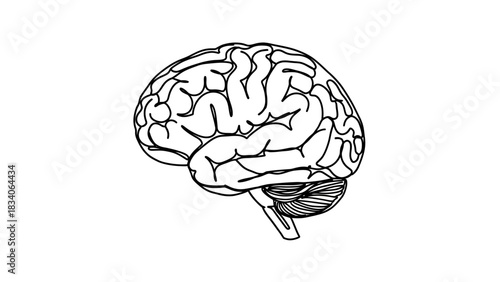 Detailed Hand-Drawn Human Brain Illustration on White Background.