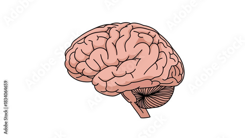 Human brain illustration depicting cognitive functions and neurological processes in detail.