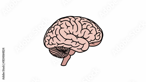 Human Brain Illustration - Anatomy, Structure, and Function of the Central Nervous System.