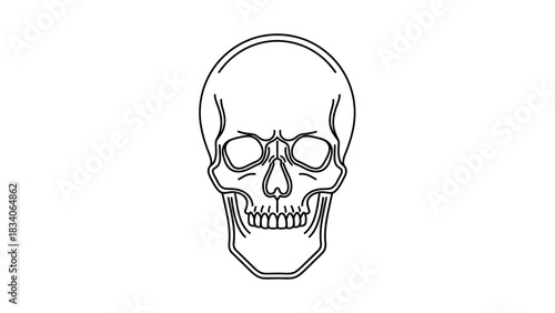 Simple black and white human skull line drawing isolated on a white background.