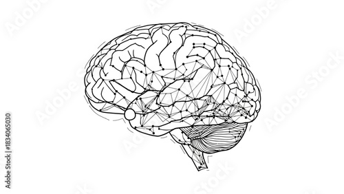 Detailed illustration of the human brain with neural pathways highlighted.