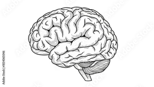 Detailed anatomical illustration of the human brain showcasing its intricate structure.