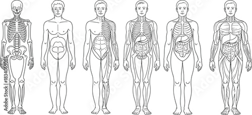 Detailed Human Body Anatomy Systems Outline Vector Illustration Set Including Skeleton, Organs, Muscles, and Nervous System Diagrams for Educational and Medical Graphics