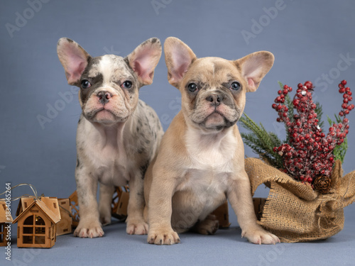 Two French Bulldog puppies among Christmas decorations. Puppies look carefully at the camera