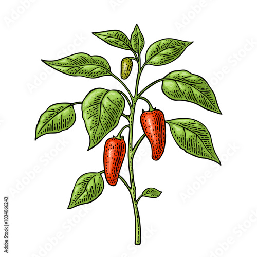 Branch of jalapeno plant with leaf and pepper. Vintage vector engraving color illustration isolated on white