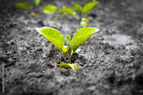 green sprout in soil