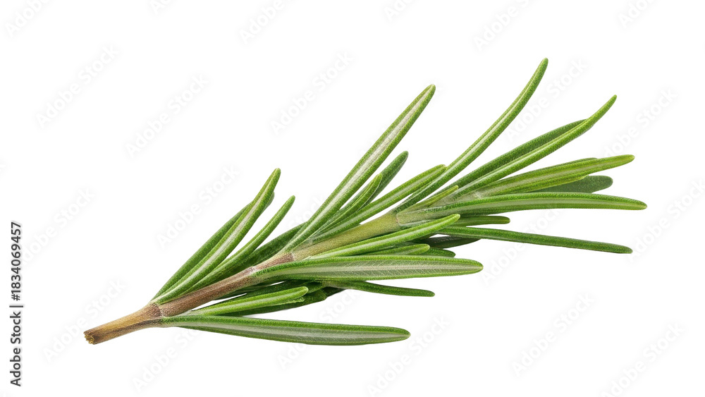 Fototapeta premium Fresh Rosemary Sprig Isolated on Black Background