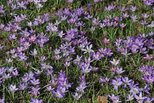 ein Feld voller Krokusse