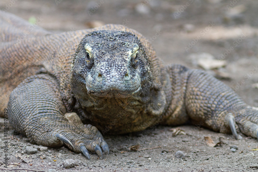 Obraz premium Komodo dragon resting on the ground, showing its massive size, rough scaly skin, and prehistoric look, found in Komodo Island, Rinca, Flores, and surrounding Indonesian habitats.