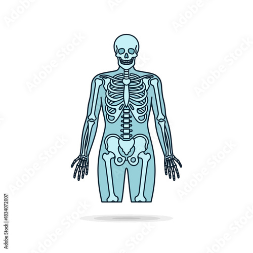 Anatomical Skeleton Illustration - Full Body, Blue Outline, Medical Diagram.