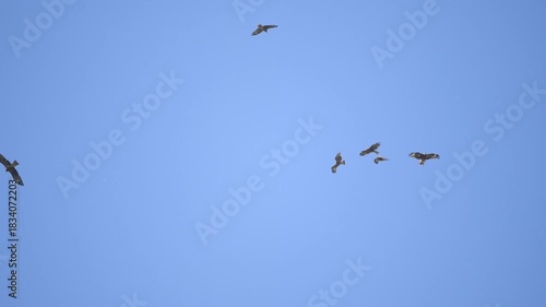 A flock of Black-eared Kites soaring in the sky at Pak Phli wetland, Nakhon Nayok Thailand