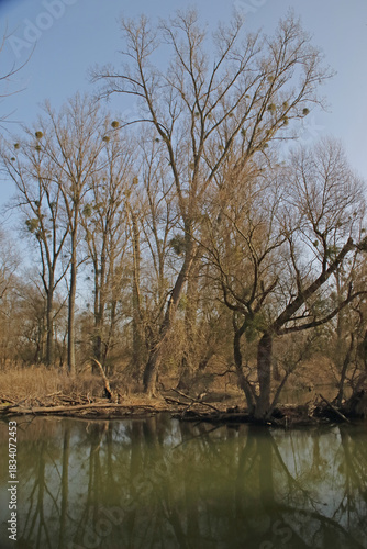 Alte Bäume bei Hochwasser am Alt-Rhein