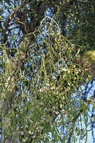 Misteln im Geäst von Bäumen