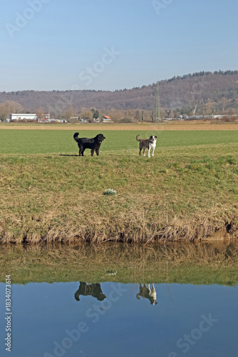 zwei spielende Hunde am Bach