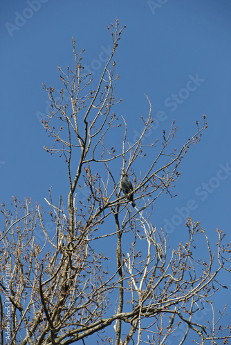 Kormoran im Geäst eines Baumes