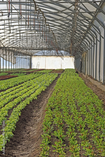 Gewächshaus mit diversen Anpflanzungen