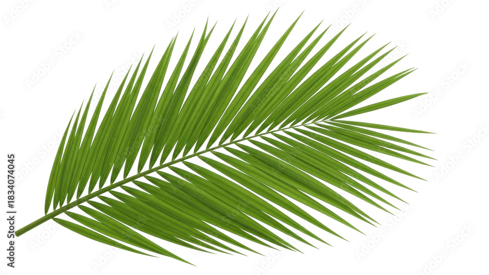 Fototapeta premium Vibrant Green Palm Leaf Against Black Background