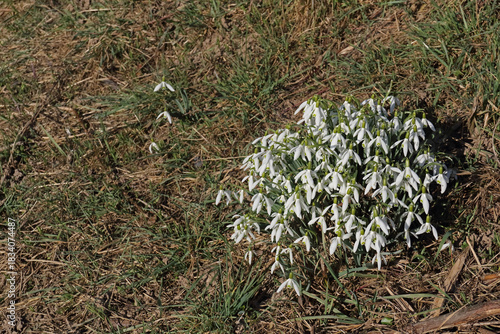 Ansammlung von Schneeglöckchen im Gras