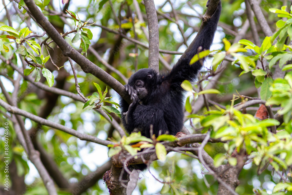Fototapeta premium Close-up of a black-furred Siamang (Symphalangus syndactylus) with detailed facial features against a blurred background, showcasing its unique gibbon characteristics.