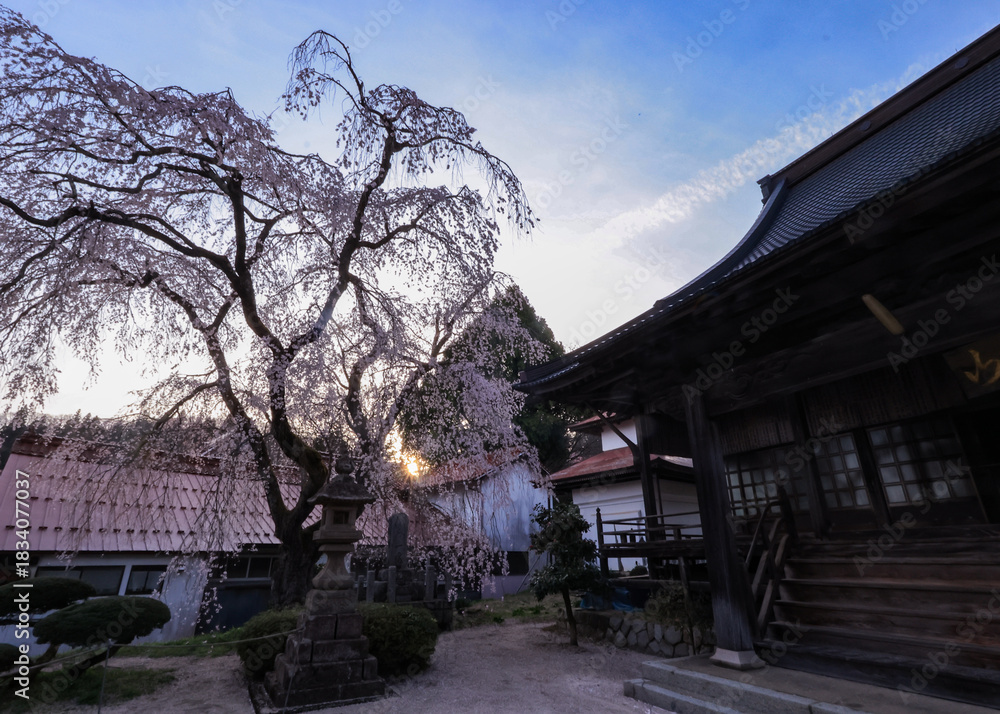 Fototapeta premium 春爛漫