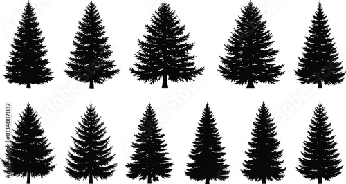 Silhouette set of detailed evergreen pine trees in various shapes, natural forest conifer collection for design, illustration, Christmas and outdoor projects