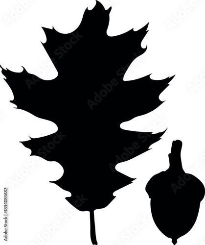 Black silhouette of Parts of northern red oak (Quercus rubra): acorn and leaf isolated on white background	