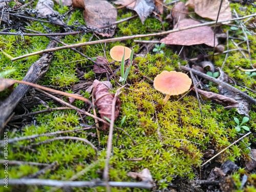 Cluster of small yellow mushrooms growing on mossy forest floor with twigs and leaves. Natural woodland fungi scene, ideal for ecology and nature themes.