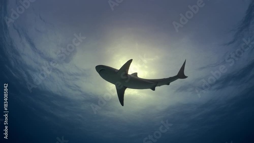 Shark swimming underwater towards sunlight