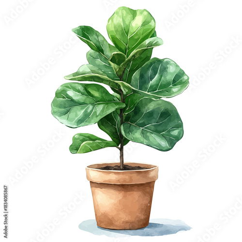 Fiddle Leaf Fig Plant, watercolor vector, isolated on a white background.