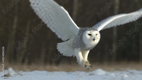 Snowy Owl in Flight over Snowy Landscape with Forest Background