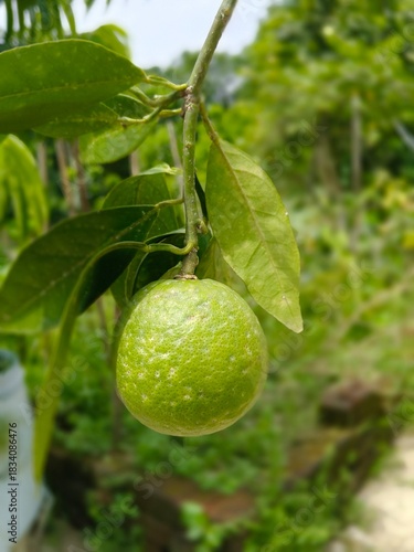 Green Citrus Fruit on Tree Branch - Fresh Lime Growing in Orchard