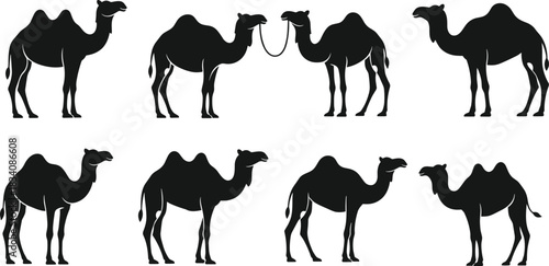 Set of Dromedary and Bactrian Camel Silhouettes, Desert Animals Standing and Coupled with Halter, Black Vector Illustration Collection for Middle East Travel